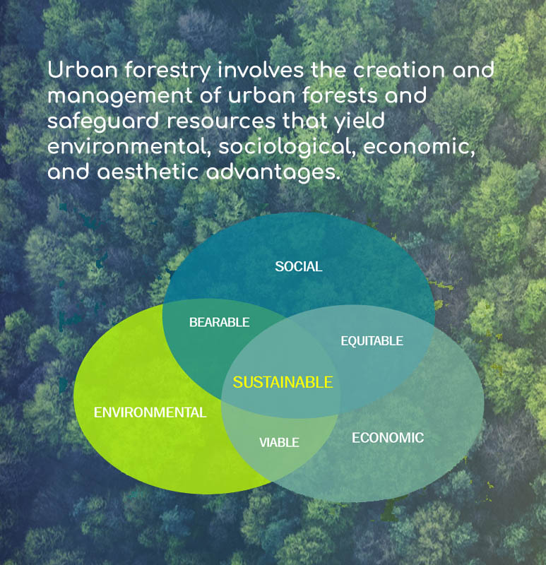 Urban forestry involves the creation and management of urban forests and safeguard resources that yield environmental, sociological, economic, and aesthetic advantages.