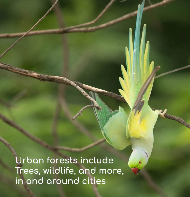 Urban forests include Trees, wildlife, and more, in and around cities