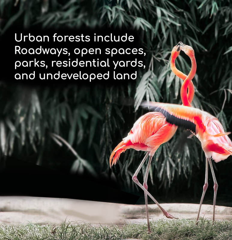 Urban forests include Roadways, open spaces, parks, residential yards, and undeveloped land.